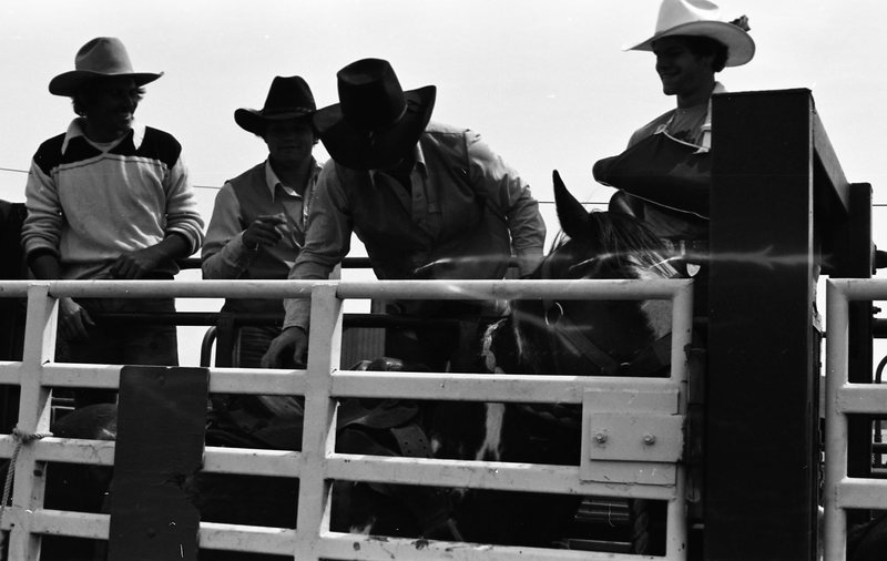 1981 Rodeo, Cowboys in Chute 21
