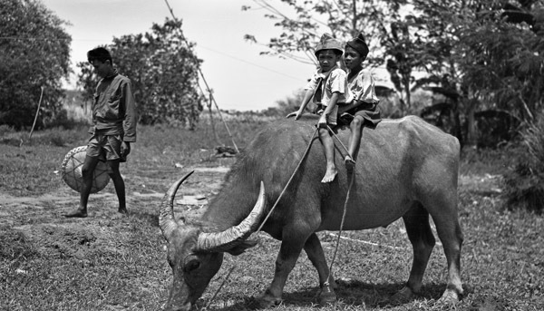 Binmaley Local & Carabao 4