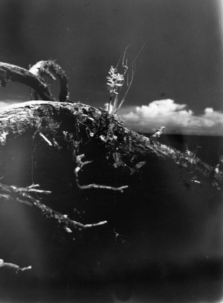 Art, Branches 2