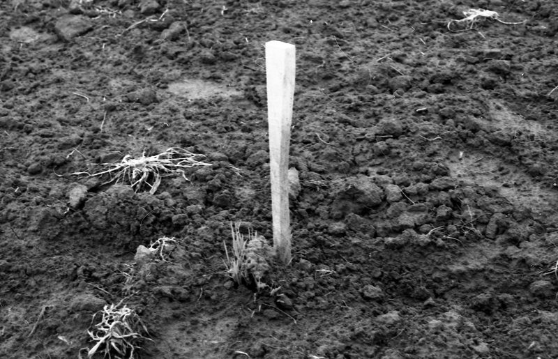 1980 Agriculture Study 10