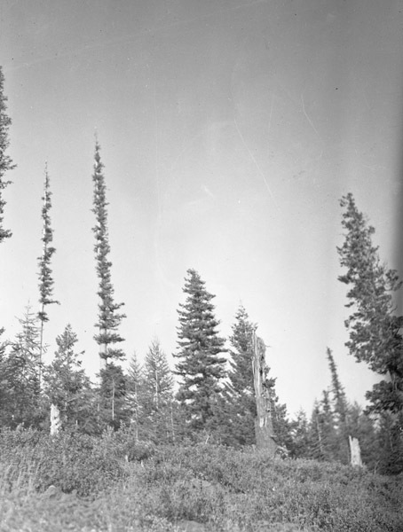 Oregon, Trees 5