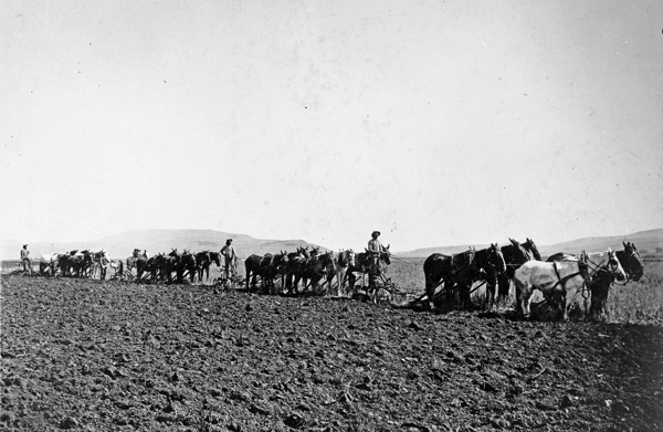 Alicel, Farming 3