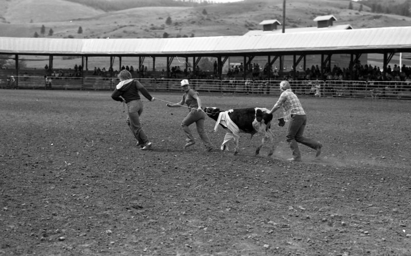 1981 Rodeo, Calf Dressing 08