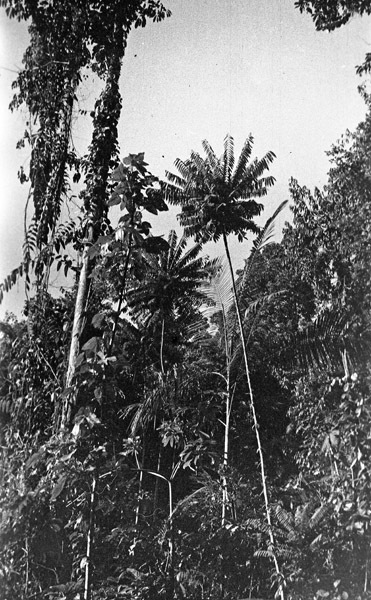 Dobodura Jungle 3
