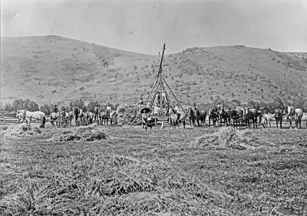 Cove, Haying Operation