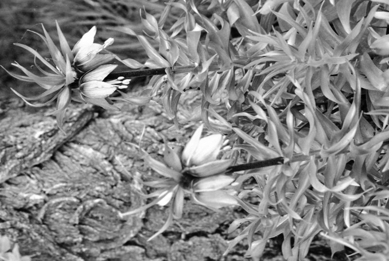 1986 Flowers 04