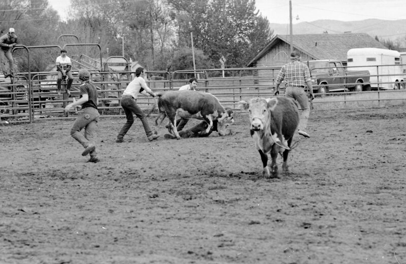 1983 Springfest, Rodeo, Cow Milking 04