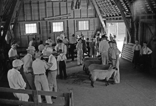 Union, 4H Stock Judging 2