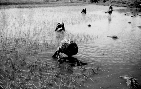 Leyte, Farmers in Rice Paddy