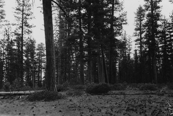 Oregon, Trees 3