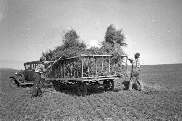 Union, Car Harvest Experiment 1