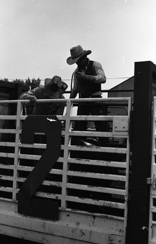1981 Rodeo, Cowboys in Chute 12
