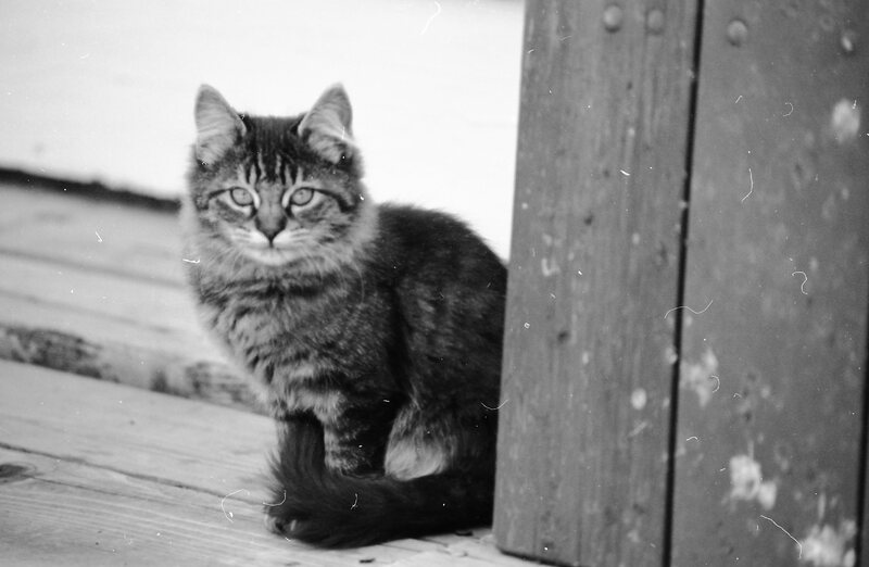 1985 Kittens 03