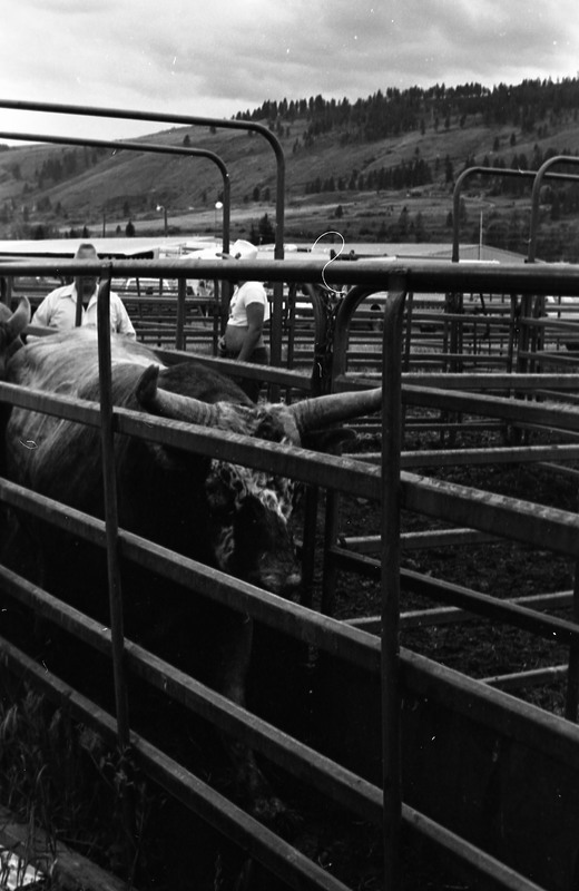 1981 Rodeo, Cowboys in Chute 01