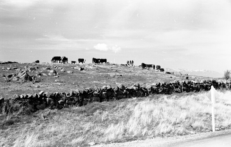 1978 Livestock, Cattle &amp; Pigs 02
