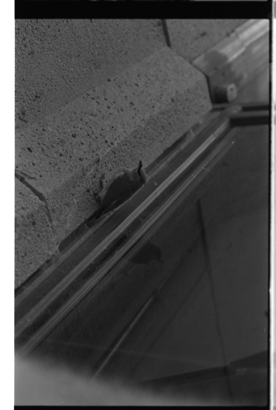 1989 Bird