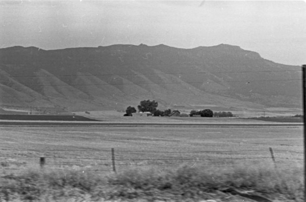 Island City, Wheat Field