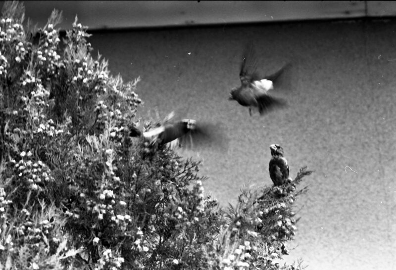 1977 Birds, Migratory 05