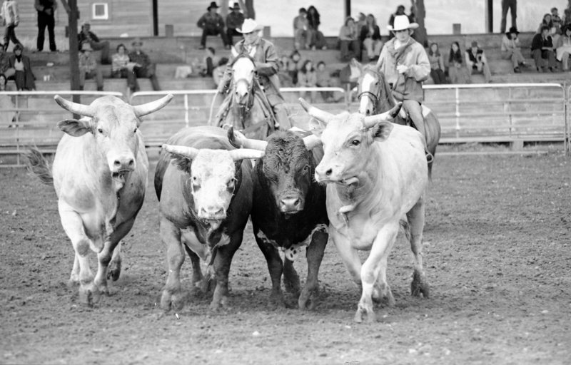 1978 Rodeo, Steer Driving