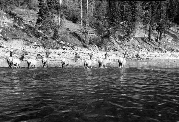 Wallowa Lake, Elk 2
