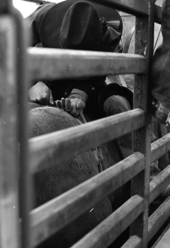 1981 Rodeo, Cowboys in Chute 04