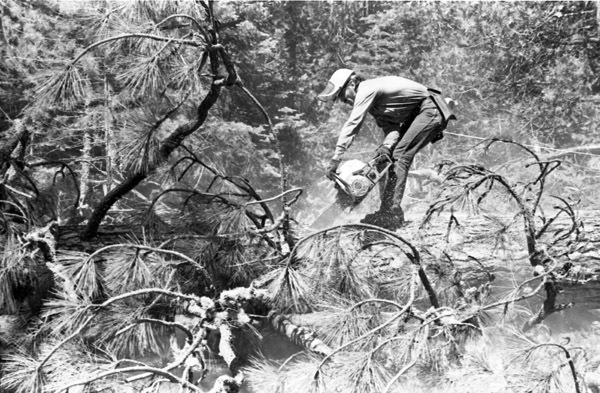 California, Sierras Logger 1