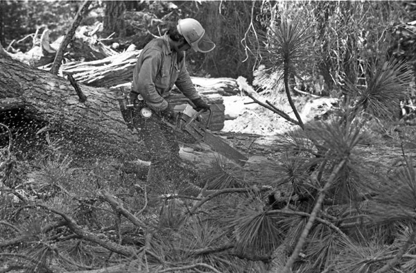 California, Sierras Logger 6