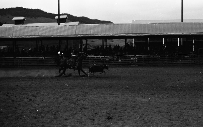 1981 Rodeo, Calf Roping 11