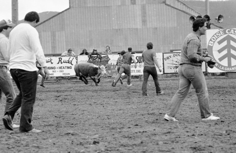 1983 Springfest, Rodeo, Cow Milking 01