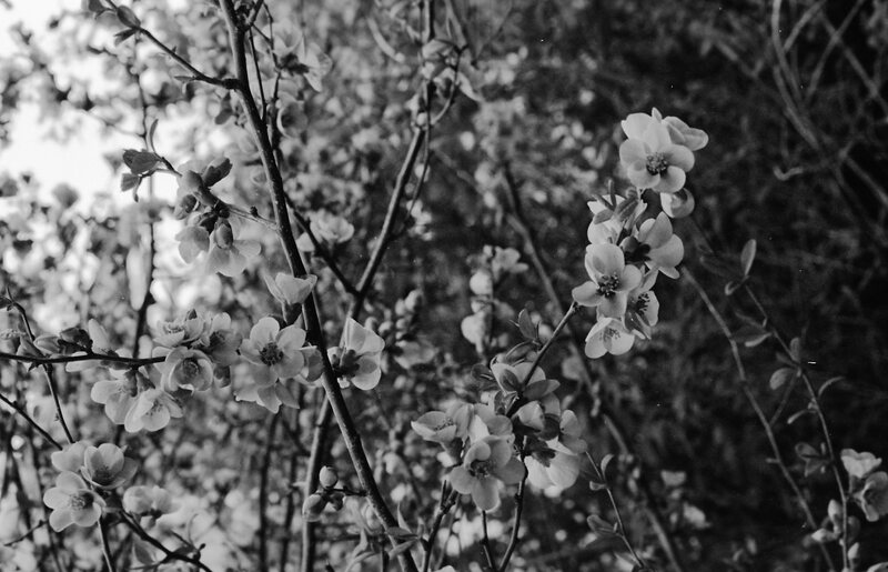 1986 Flowers 02