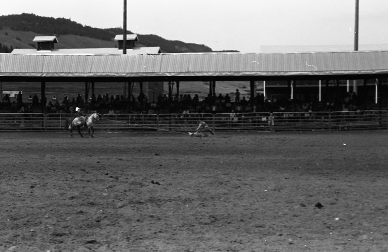 1981 Rodeo, Calf Roping 10