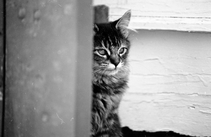 1985 Kittens 01