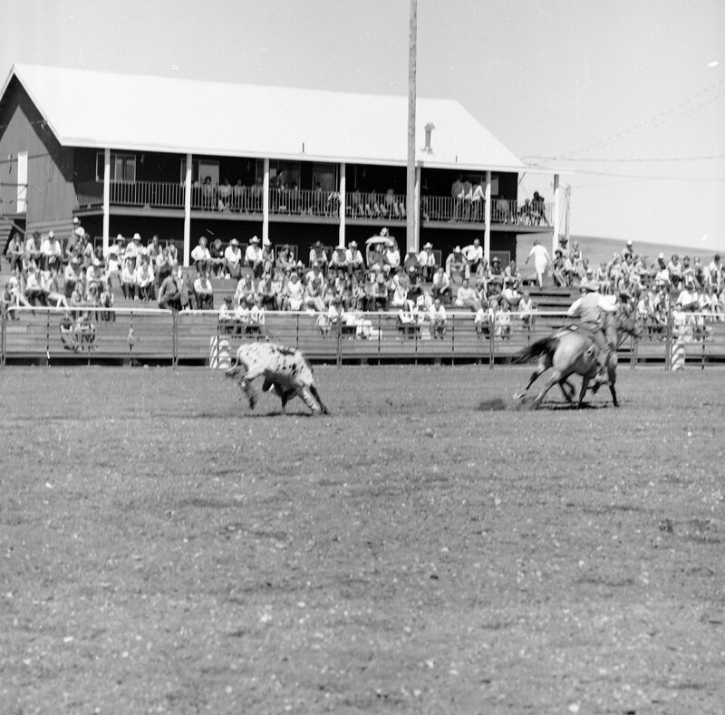 1970 Rodeo, Bulldogging 02