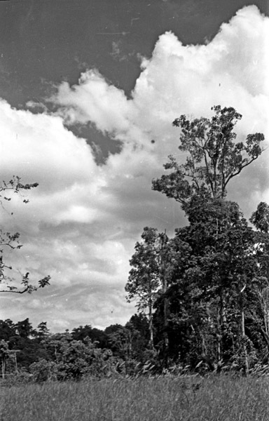 Dobodura Trees
