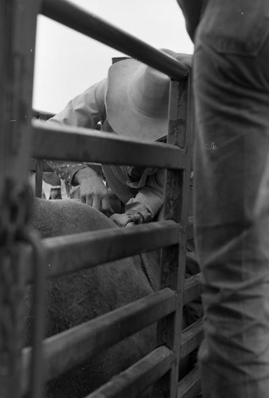1981 Rodeo, Cowboys in Chute 07