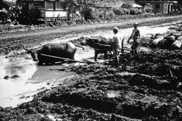 Leyte, Carabao in Mud