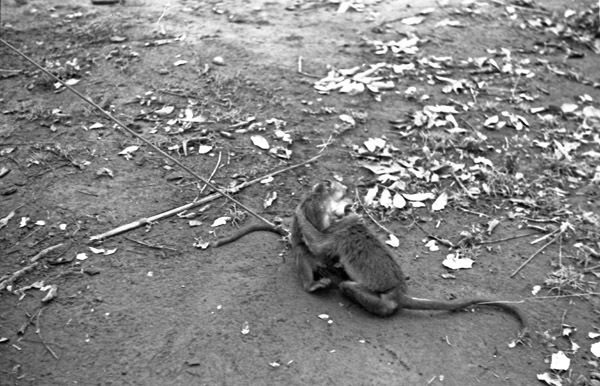 A monkey, named Jocko, sitting on the ground facing another monkey. They are grappling or hugging one another.