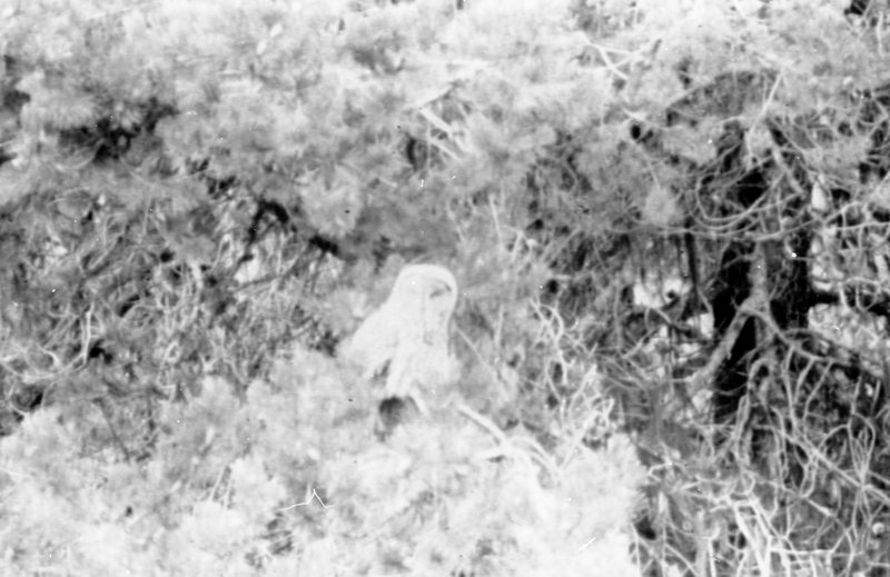 1978 Snowy Owl