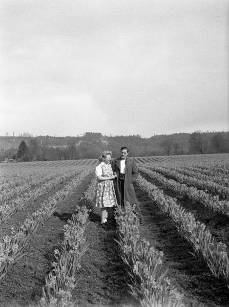 Farm, Daffodils 7