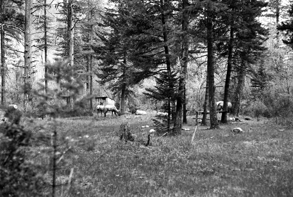 Wallowa Lake, Elk 5