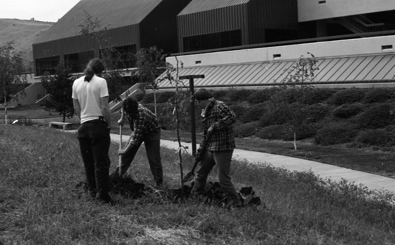 1981 Campus Tree Plantings 03