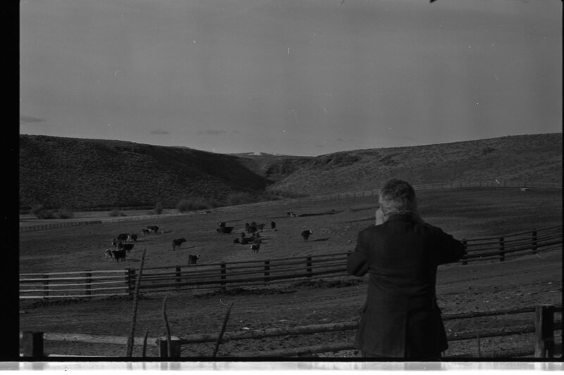 1989 Livestock, Cattle 03