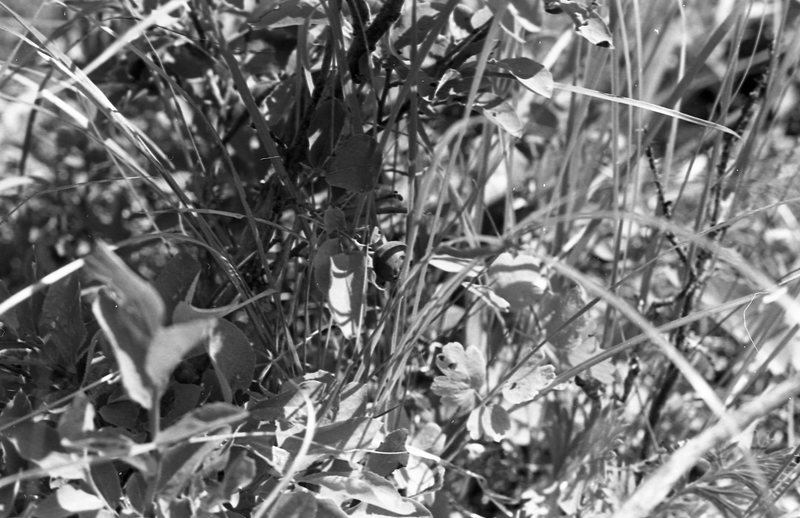 1982 Field Trip, Outdoors 01