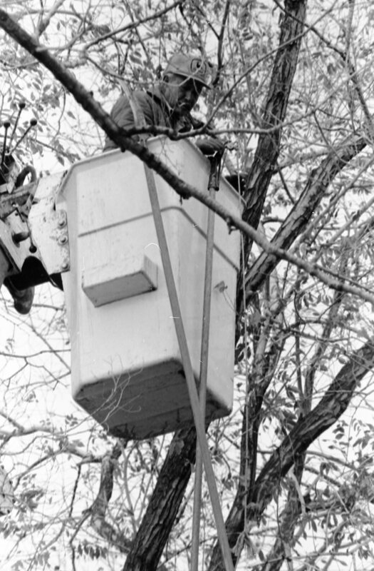 1988 Employee, Tree Trimming 02