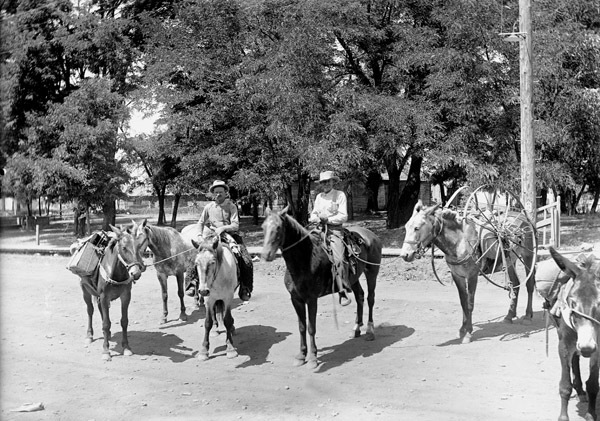 Cove, Pack Mules 2