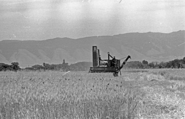 Island City, Wheat Combining 4