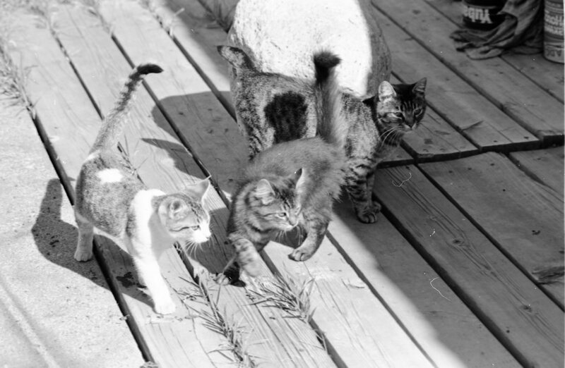 1985 Kittens 08