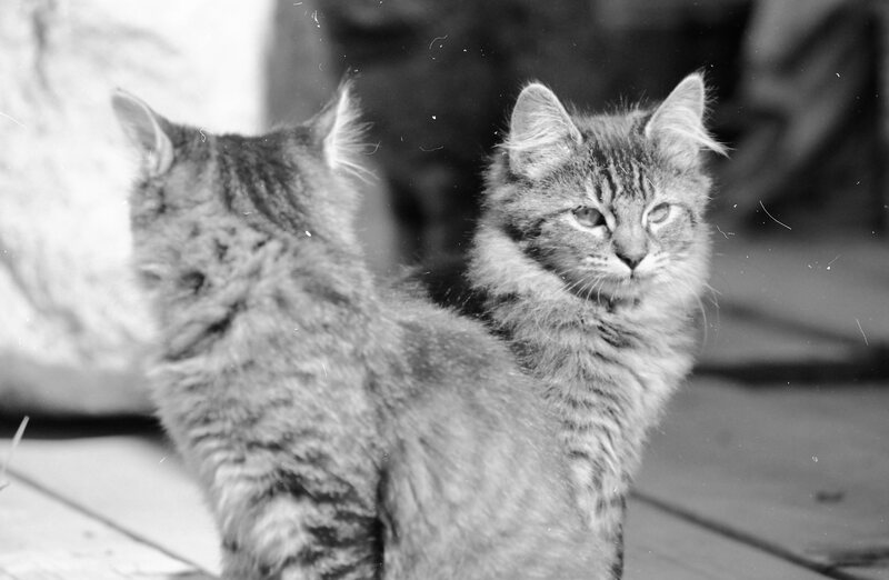 1985 Kittens 07