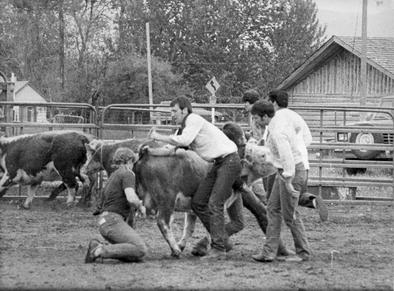 1984 Rodeo, Cow Milking