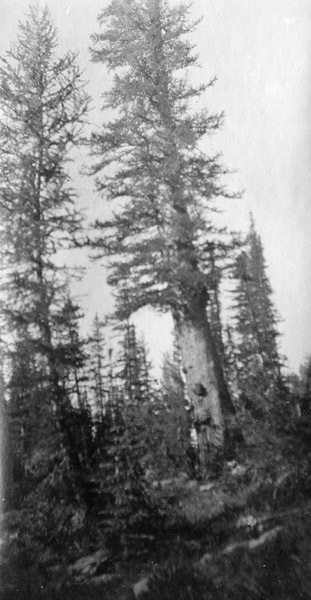 Oregon, Trees 2